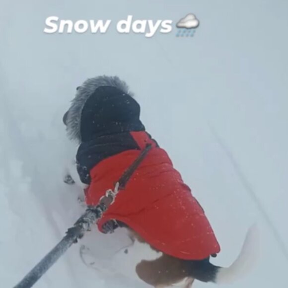 CANADA POOCH North Pole Parka 🐾 - Size 20 (33-40lbs) - Picture 5 of 6